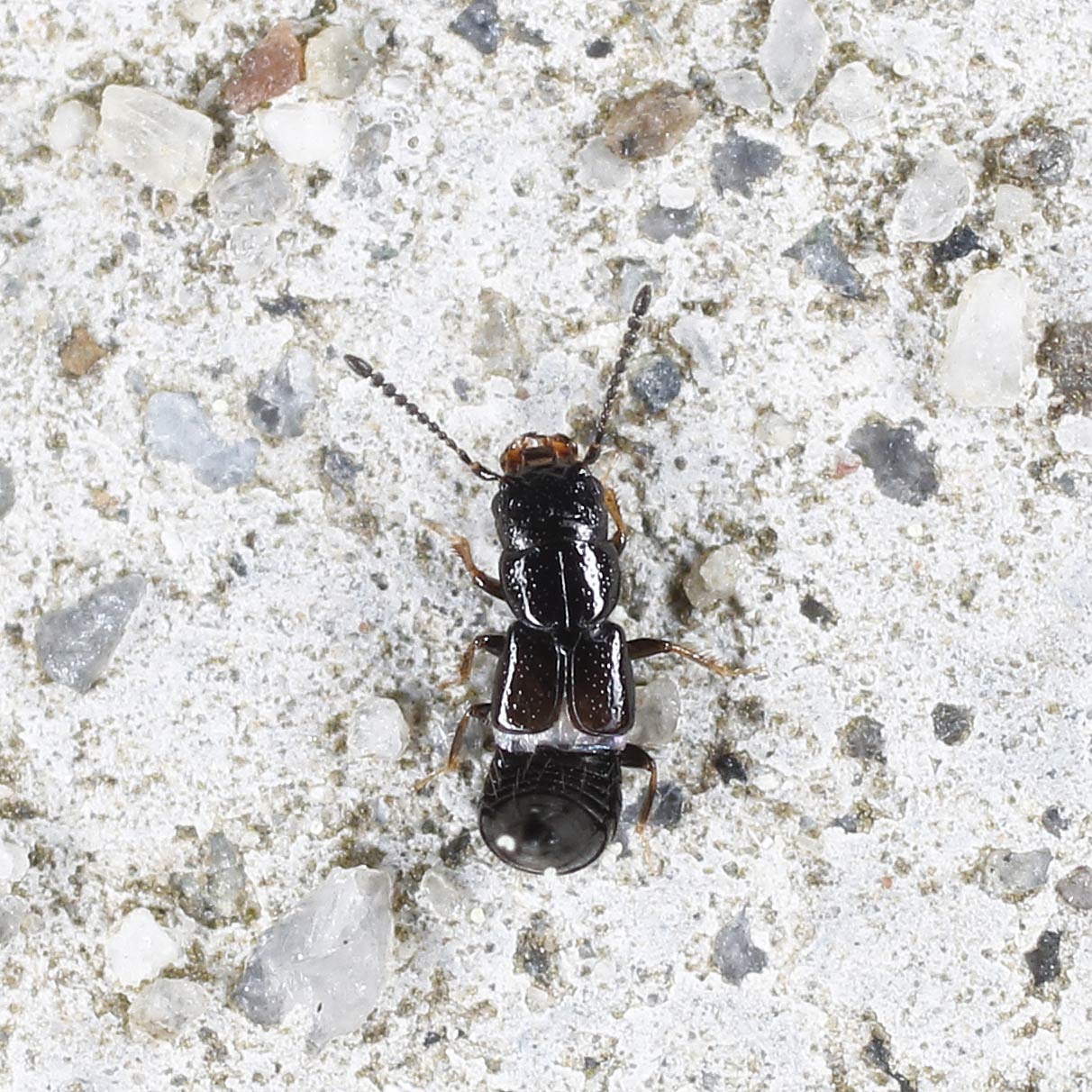 Staphylinidae: Platystethus nitens?